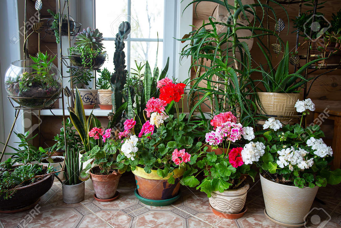 Melhores Plantas Domésticas Para Sua Casa: Guia Completo 2026